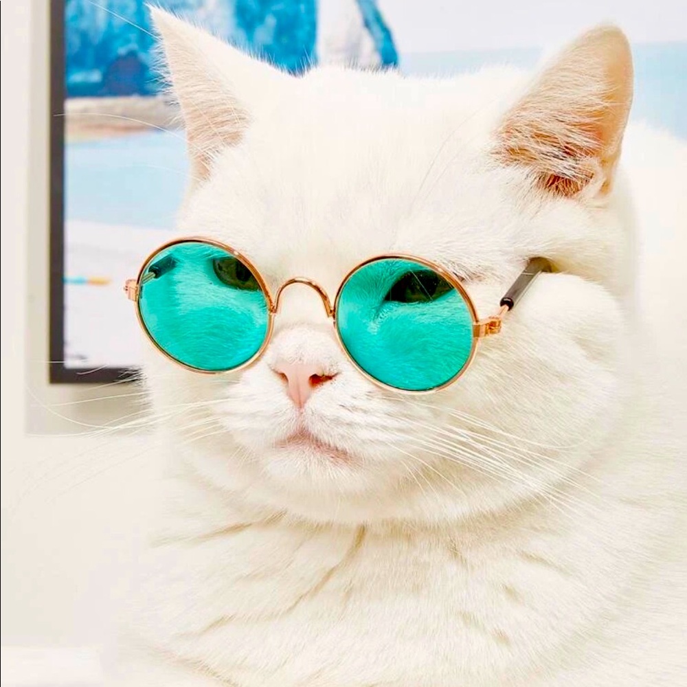 Sunglasses 🕶 for pets ❤️